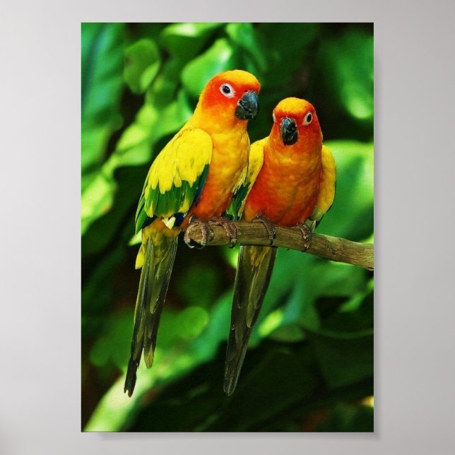 Parrot Poster (Vorne)