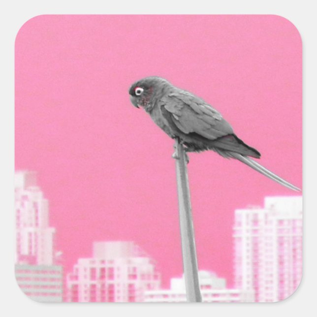 ~Parrot~ STICKER, WERBUNG, ZURÜCK Quadratischer Aufkleber (Vorderseite)