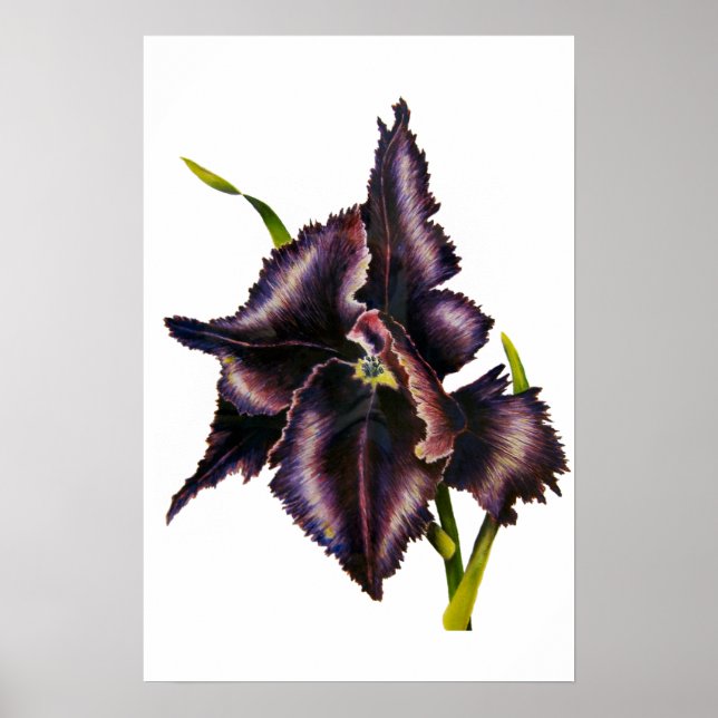 Parrot Tulip Fine Art Print Poster (Vorne)