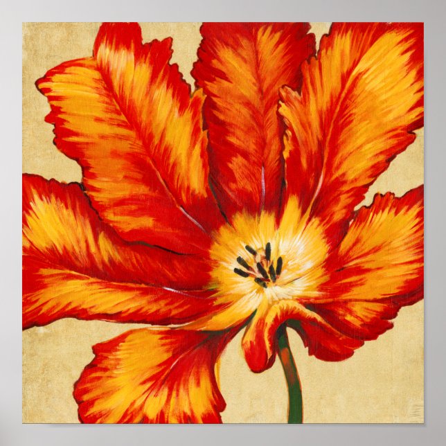 Parrot Tulip II Poster (Vorne)