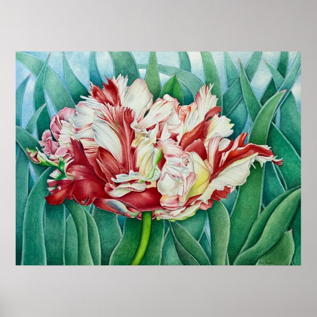 Parrot Tulip Poster (Vorne)
