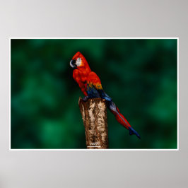 Parrot von Johannes Stötter Poster