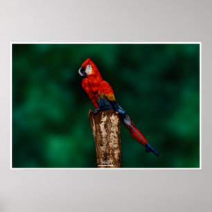 Parrot von Johannes Stötter Poster