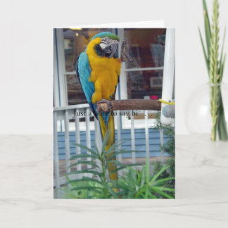 Parrot Waving Hello Card - Nur eine Notiz um zu sa Karte