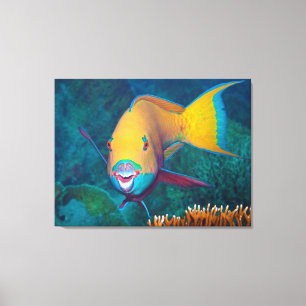 Parrotfish - auffallendes Make-up! Farbiges Foto   Leinwanddruck