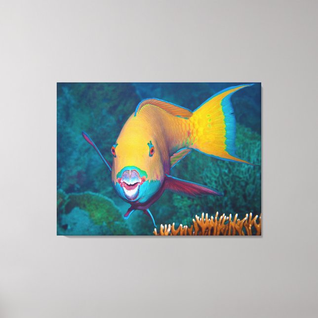 Parrotfish - auffallendes Make-up! Farbiges Foto | Leinwanddruck (Vorderseite)