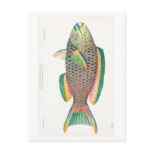 "PARROTFISH" MEERESWELT POSTCARD