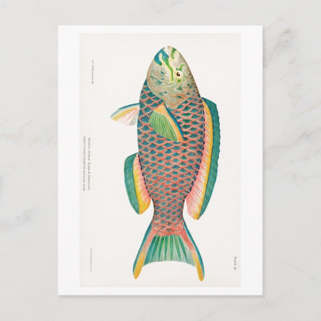 "PARROTFISH" MEERESWELT POSTCARD POSTKARTE (Vorderseite)