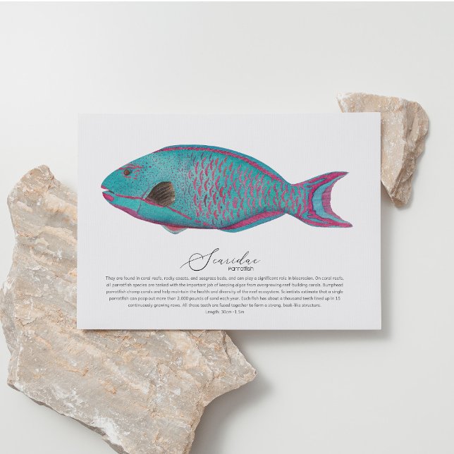 Parrotfish Postkarte (Von Creator hochgeladen)