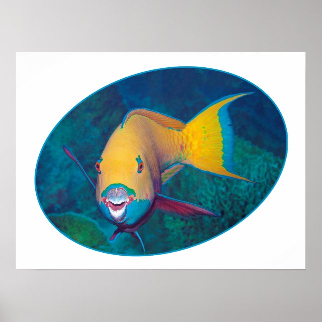 Parrotfish Unterwasserfoto - Fotografie | Poster (Vorne)