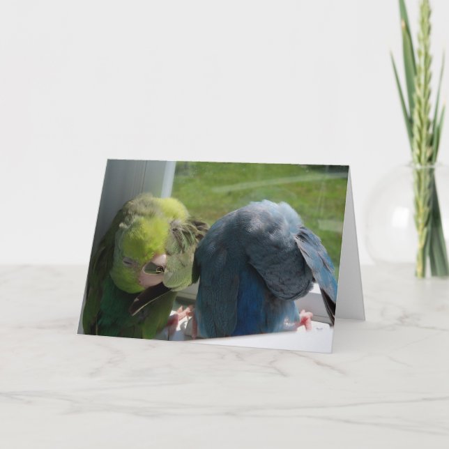 Parrotlet Birds Humourous Greeting Card Foto Karte (Vorderseite)