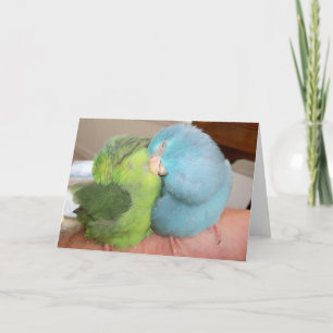 Parrotlet liebt Vögel "in den Armen sicher" Gruß  Karte