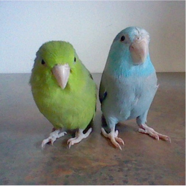 Parrotlet Skulptur Freistehende Fotoskulptur (Vorne)