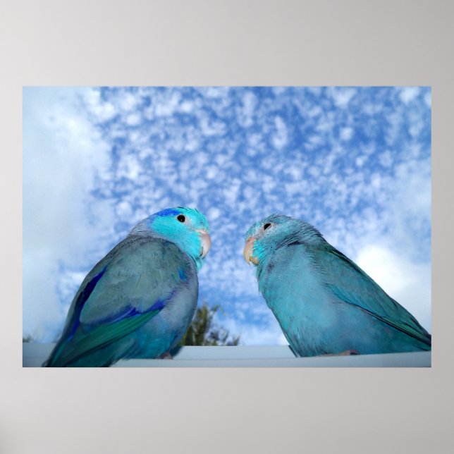 Parrotlets Pazifik-Blaues Parrotlet-Vogelpaarposte Poster (Vorne)