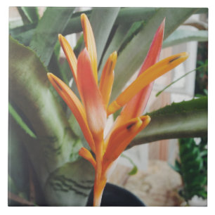 Parrot's Beak Heliconia Perennial Kraut Fliese