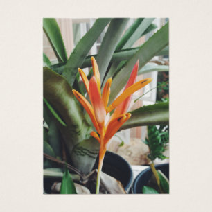 Parrots Beak Heliconia Perennial Kraut Visitenkart