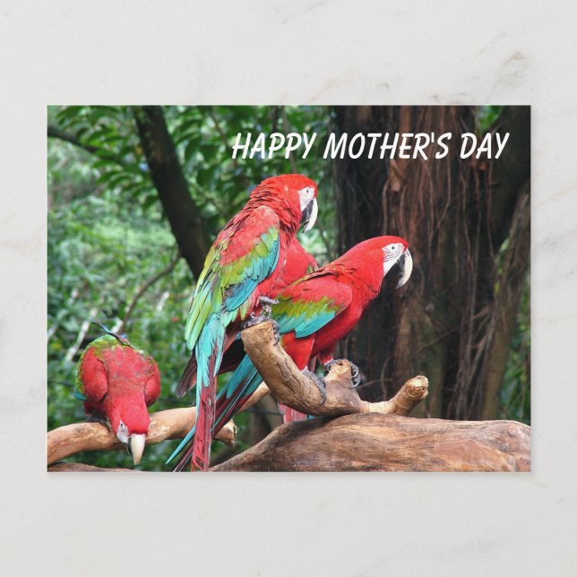 Parrots Happy Mather's Day Postkarte (Vorderseite)