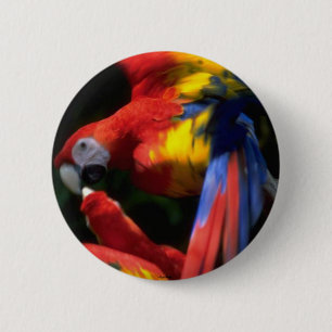 Parrots in der Liebe Button