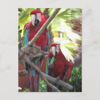 Parrots Postkarte