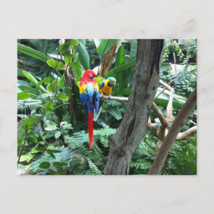 Parrots Postkarte