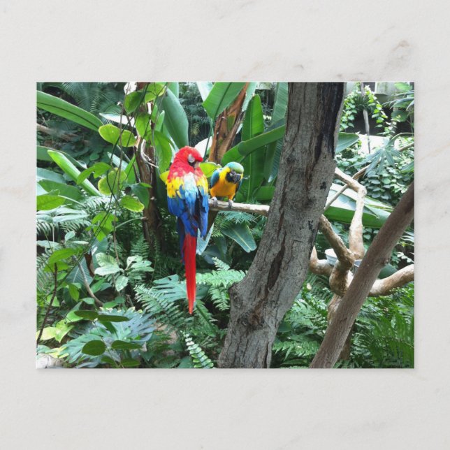 Parrots Postkarte (Vorderseite)