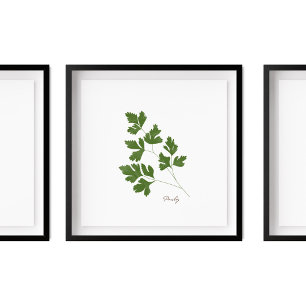 Parsley Illustration   Herbs Kitchen Wall Art Poster