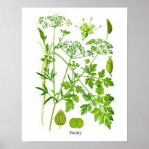 Parsley Kitchen Herb Botanische Wanddekor