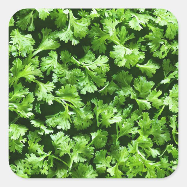 Parsley Quadratischer Aufkleber (Vorderseite)