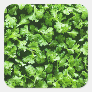 Parsley Quadratischer Aufkleber