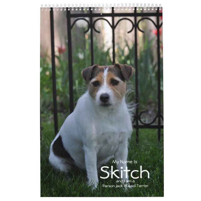 Parson Jack Russell Terrier Dog Calendar von Janz Kalender (Titelbild)