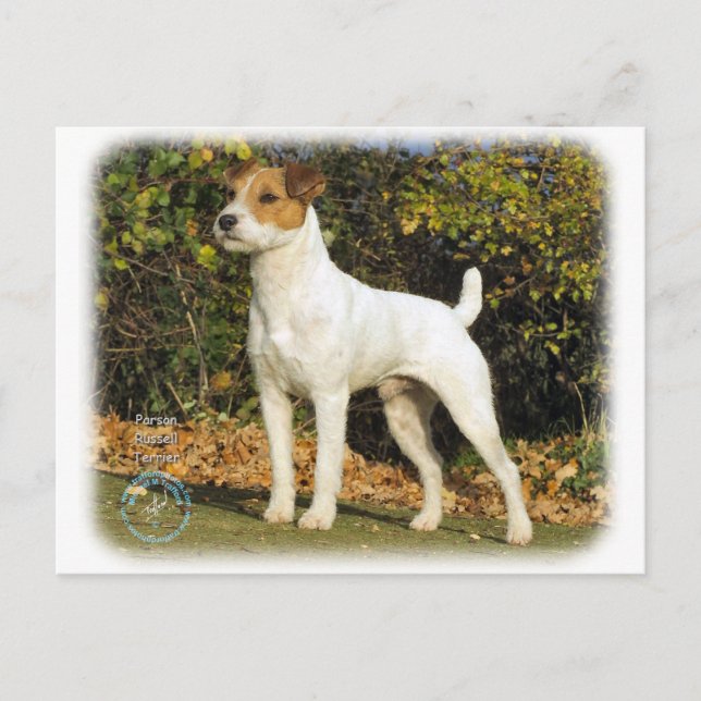 Parson Russell Terrier 9T016D-223 Postkarte (Vorderseite)