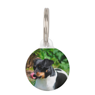 Parson-Russell-Terrier. Haustiermarke