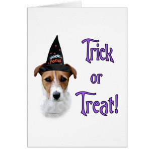 Parson Russell Terrier Trick