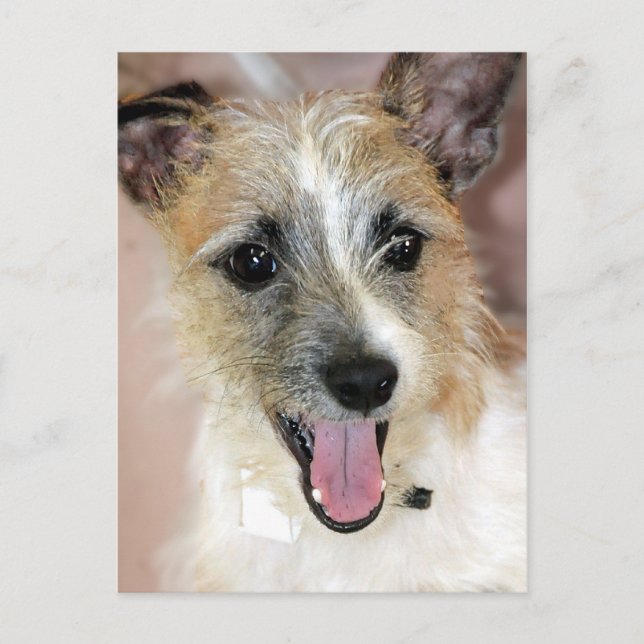 Parson Russell Terrier/Yorkie Mix Postcards Postkarte (Vorderseite)