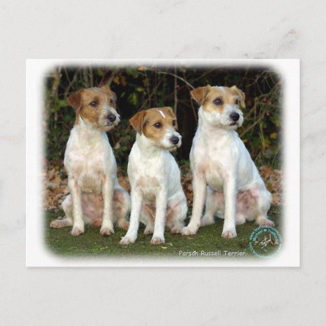 Parson Russell Terriers 9T016D-332 Postkarte (Vorderseite)