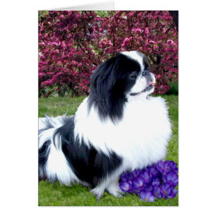 Parti-Color Pekingese Hunde
