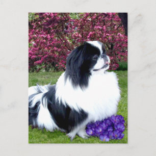 Parti-Color Pekingese Hunde Postkarte