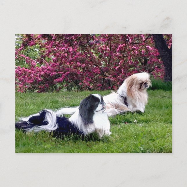 Parti-Color Pekingese Hunde Postkarte (Vorderseite)
