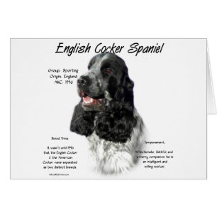Parti English Cocker Spanische Geschichte