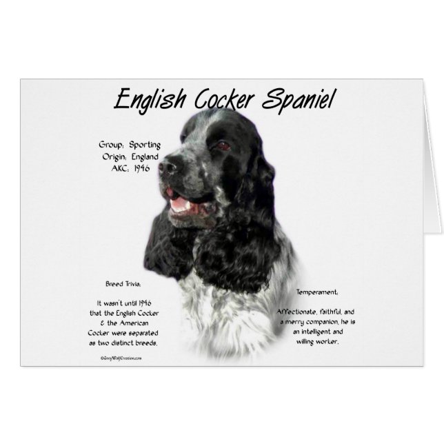 Parti English Cocker Spanische Geschichte (Vorderseite (Horizontal))