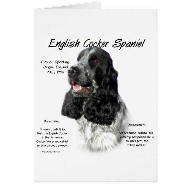 Parti English Cocker Spanische Geschichte (Vorne)