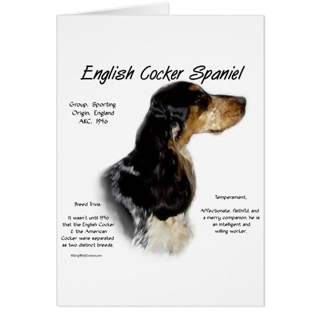 Parti Roan English Cocker Spanische Geschichte (Vorne)