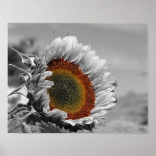 Partielle Blume der Sonnenblume Poster