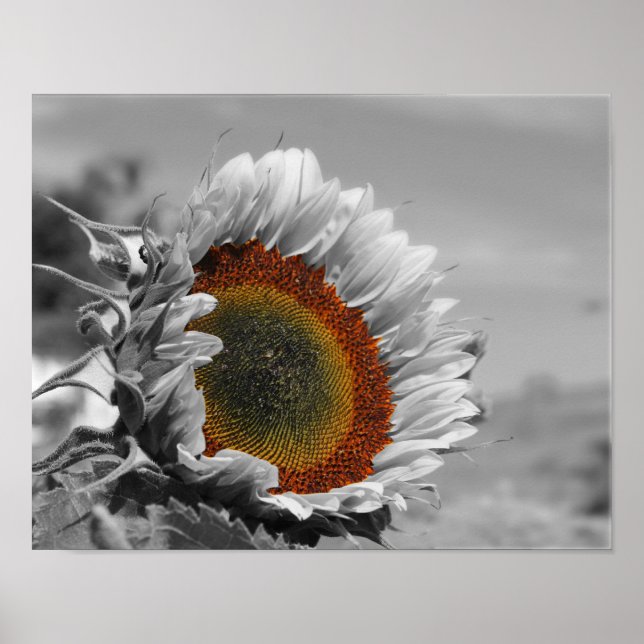 Partielle Blume der Sonnenblume Poster (Vorne)