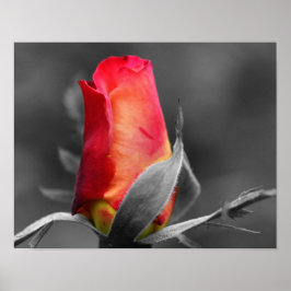Partielle rote Rosenknospe Poster