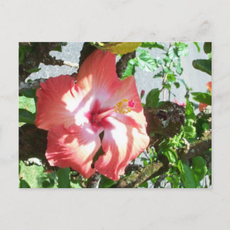 Partielle Shade-Postkarte Postkarte
