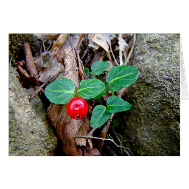 Partridge Berry Wildblume (Vorderseite (Horizontal))