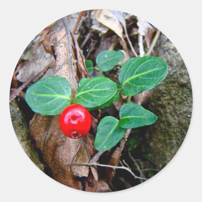 Partridge Berry Wildblume Runder Aufkleber (Vorderseite)