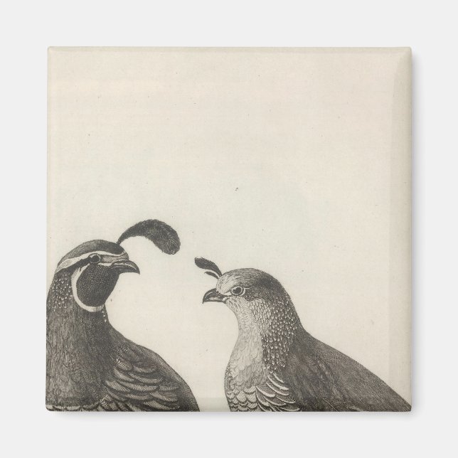 Partridge für Männer und Frauen in Kalifornien Magnet (Vorne)