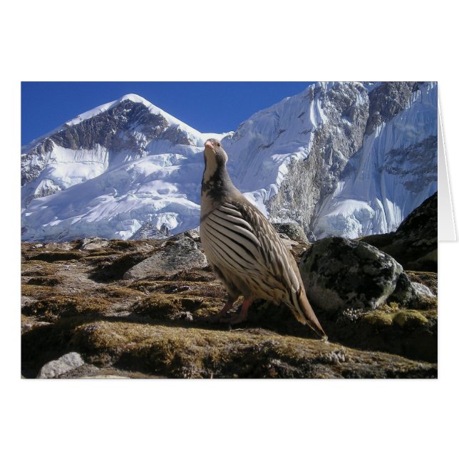 Partridge in Himalayas Card (Vorderseite (Horizontal))